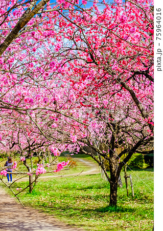 満開の古河公方公園（縦） 75964016