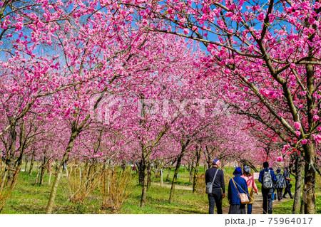 満開の古河公方公園散歩 75964017