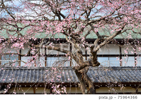 開花したての遊行寺の桜 開花したての遊行寺の桜 75964366