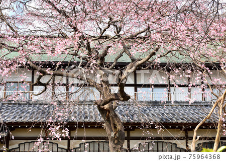 開花したての遊行寺の桜 開花したての遊行寺の桜 75964368