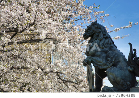 日本橋　獅子像と満開の桜 75964389