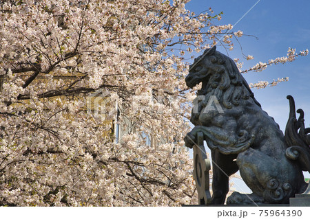 日本橋 獅子像と満開の桜 日本橋 獅子像と満開の桜 75964390