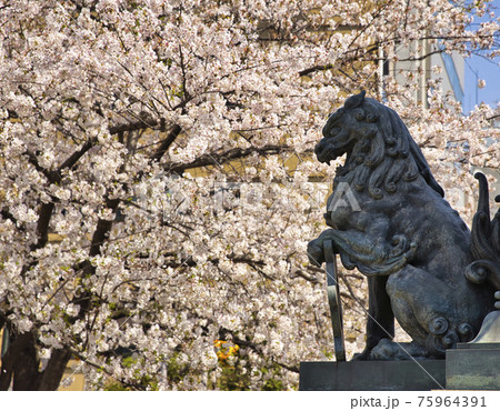 日本橋 獅子像と満開の桜 日本橋 獅子像と満開の桜 75964391