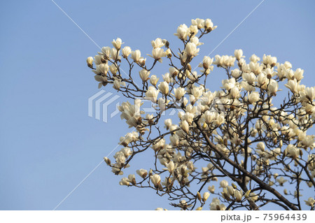 花 樹木 木 75964439