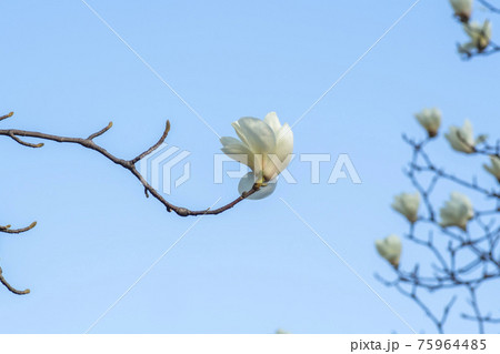 花 樹木 木 75964485