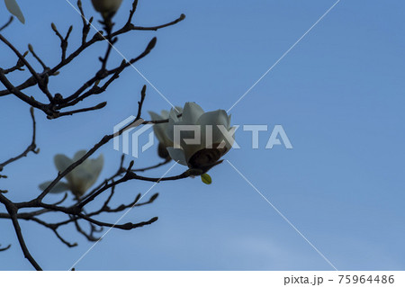 花 空 マグノリア 75964486