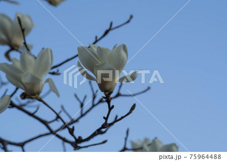 花 植物 マグノリア 75964488