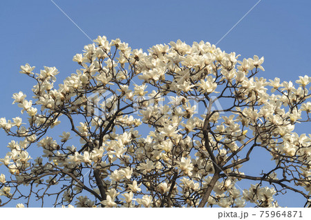 花 樹木 木 75964871