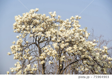花 樹木 木 75964903