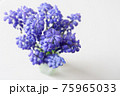 ムスカリ 75965033