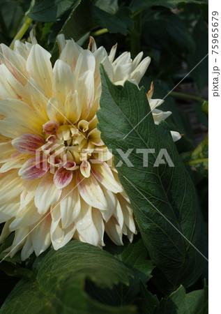 ダリア（薄クリーム） 75965679