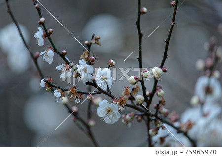 梅の開花（2021年冬） 75965970