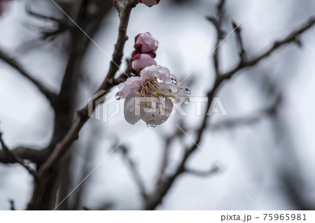 花 芽 万 75965981