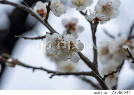 花 芽 万 75966044