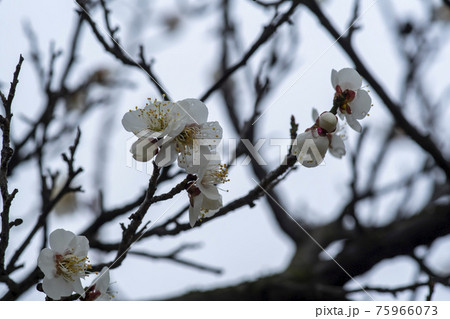 花 芽 万 75966073