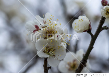 花 芽 万 75966078