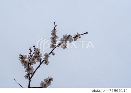 花 樹木 木 75966114