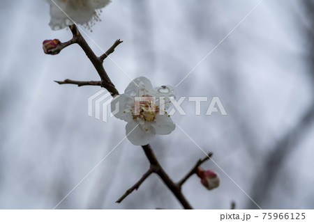 花 芽 万 75966125