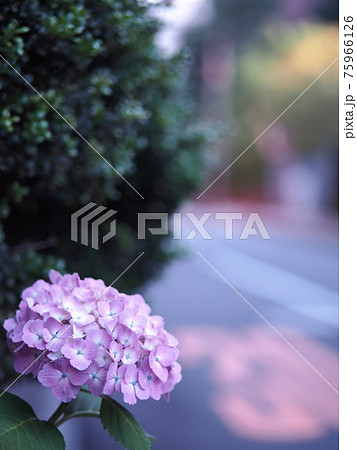 あじさいの花 あじさいの花 75966126