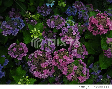 シックなあじさいの花 シックなあじさいの花 75966131