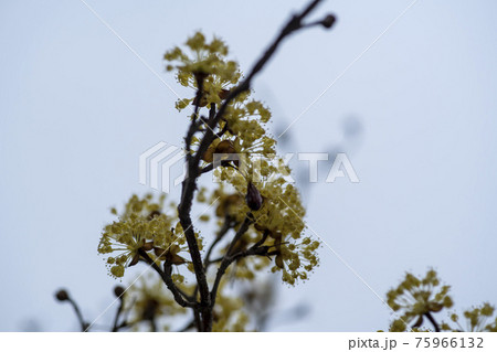 花 樹木 木 75966132