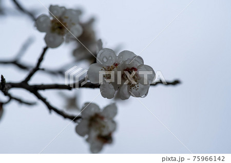 花 芽 万 75966142