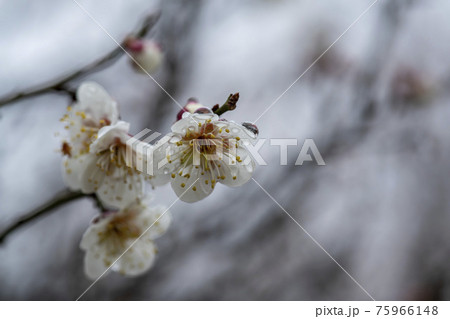 花 芽 万 75966148