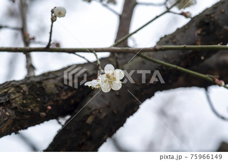 花 芽 万 75966149
