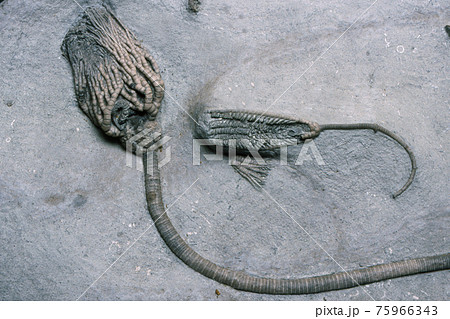 ウミユリの化石 75966343