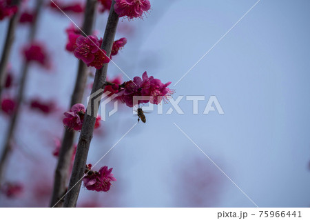 花 芽 万 75966441