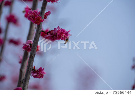 花 芽 万 75966444