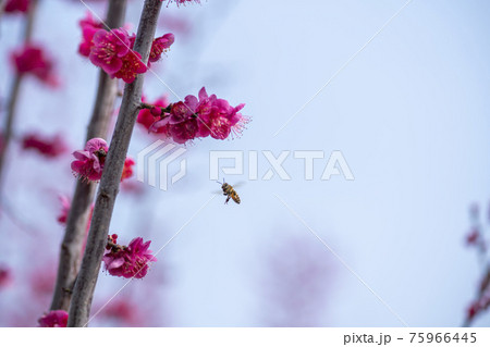 花 芽 万 75966445