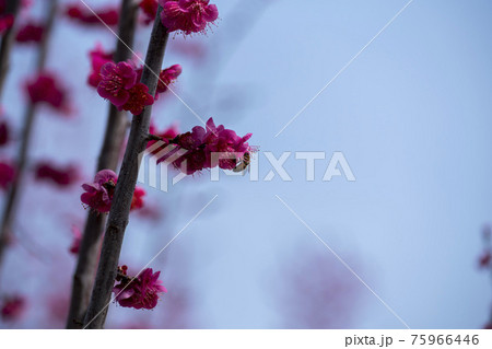 花 芽 万 75966446