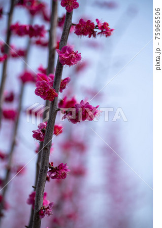 花 芽 万 75966506