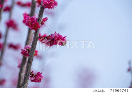 花 芽 万 75966741