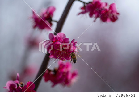 花 芽 万 75966751