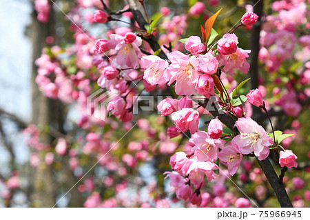 ハナカイドウ 花海棠 の写真素材