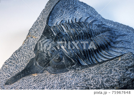 三葉虫の化石 75967648