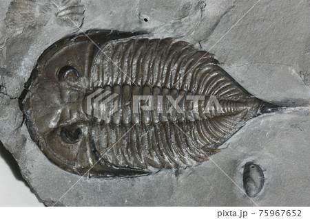 三葉虫の化石 三葉虫の化石 75967652