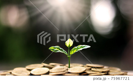 Plant a tree on coin pile with business ideas for finance, saving and economic growth. Plant a tree on coin pile with business ideas for finance, saving and economic growth. 75967721