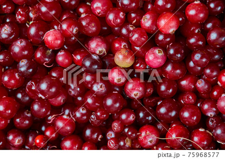 Cowberry cranberry texture 75968577