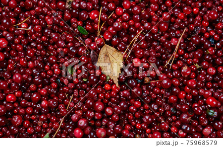 Cowberry cranberry texture Cowberry cranberry texture 75968579