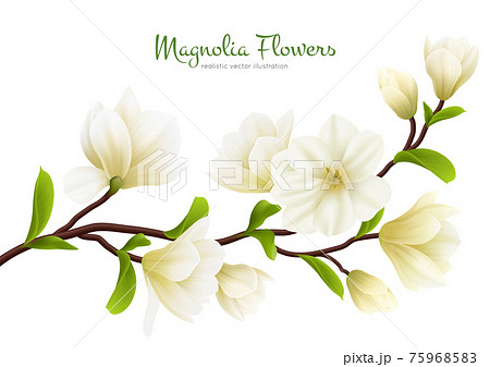 Realistic White Magnolia Flower Compositionのイラスト素材