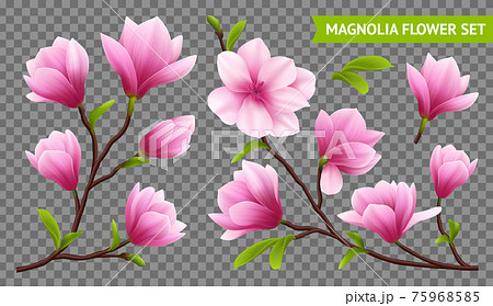 Realistic Magnolia Flower Transparent Icon Setのイラスト素材