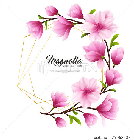 Realistic Magnolia Flower Illustrationのイラスト素材