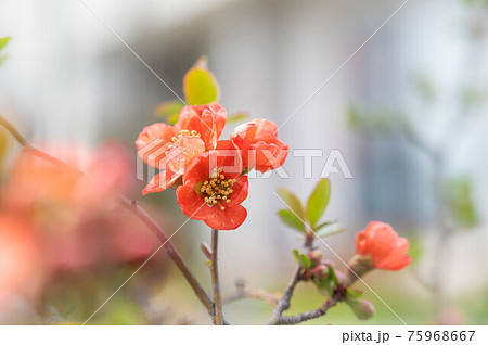 朱色の木瓜の花 75968667