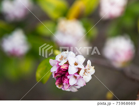 沈丁花の花 沈丁花の花 75968669