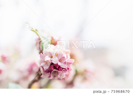 沈丁花の花 75968670