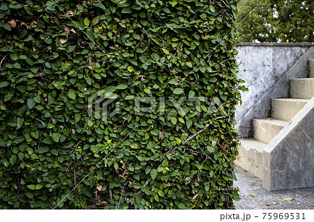 蔦の絡む壁と階段 The Wall With Leaves And The Stairsの写真素材