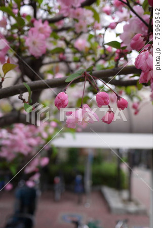 街の桜 街の桜 75969542